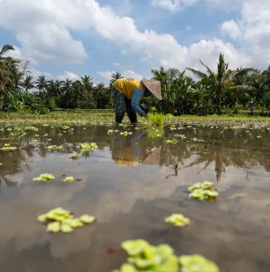 Farmer working in a Bali rice paddy