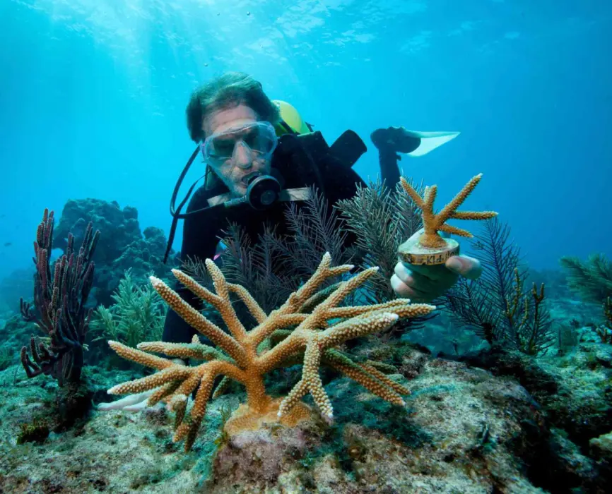 Diver restoring coral on a reef